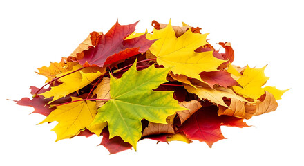 Pile of Colorful Maple Leaves Signifying Autumn Season with Red Yellow and Green Foliage Isolated on Black Background Seasonal Change