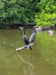 Peru, Puerto Maldonado. Lake Sandoval. Tambopata national reservation. A couple of cormorants sitting on an old snag in the middle of the lake.