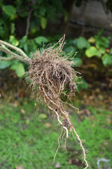 Preparing garden for winter in autumn. Tearing out old not ripen tomato plants in the end of season. Tomato plants with roots. Farming and gardening. Garden works. 