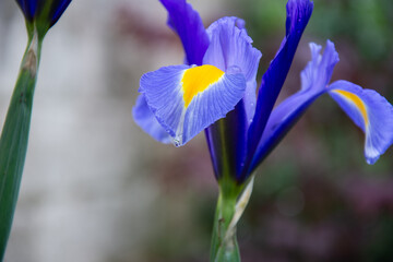 Blue iris flower, Dutch Iris close up