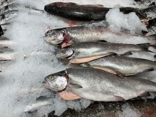 Fresh fish displayed on ice in a market setting, showcasing various species with glistening scales and a cold, frosty environment, emphasizing freshness and quality of seafood