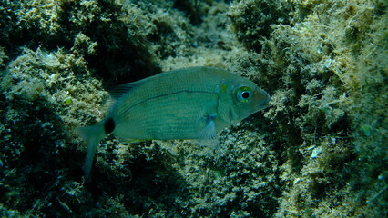 Annular sea bream (Diplodus annularis) undersea, Aegean Sea, Greece, Halkidiki, Pirgos beach
