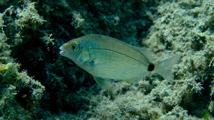 Annular sea bream (Diplodus annularis) undersea, Aegean Sea, Greece, Halkidiki, Pirgos beach

