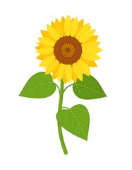 Vibrant Sunflower Illustration - A Symbol of Summer and Happiness.