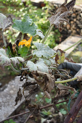 Preparing garden for winter in autumn. Tearing out old zucchini plants in the end of season. Close-up the hands of a young farmer in white working cotton gloves. Farming and gardening. Garden works. 