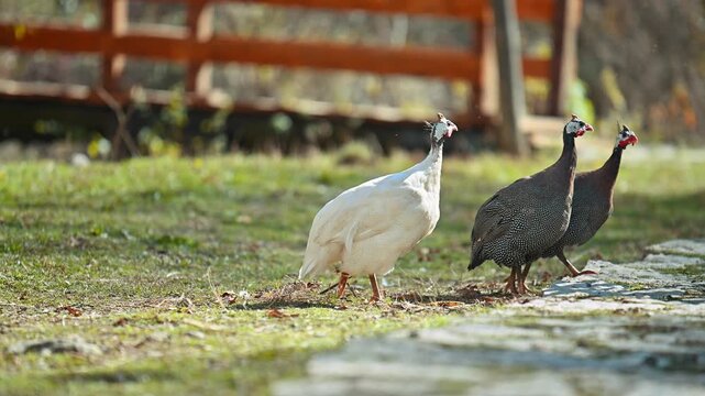 A white bird is walking on the grass. The bird is looking at the camera. There is another bird in the background