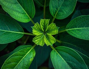 Symmetrical close-up of lush green leaves forming a rosette pattern. Focus on texture, veins, and natural geometry. Ideal for nature, environment, growth, and organic design background.