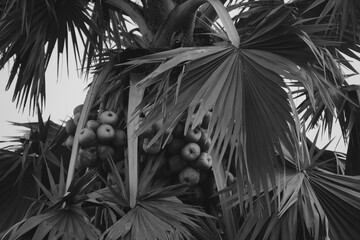 The palm tree: A majestic tropical palm tree with fan-shaped leaves, bearing clusters of round, hydrating, and cooling fruits.