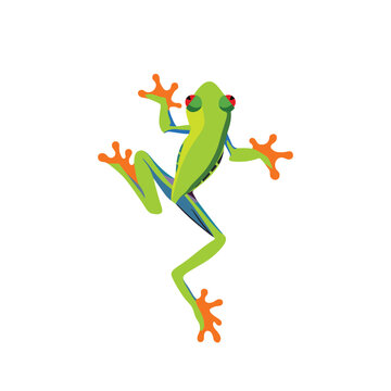 Realistic Greenery tree frog climbing isolated vector illustration