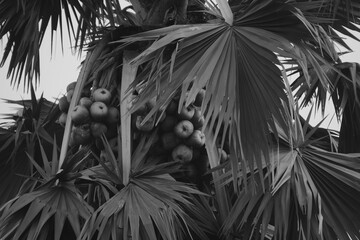 The palm tree: A majestic tropical palm tree with fan-shaped leaves, bearing clusters of round, hydrating, and cooling fruits.