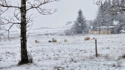 Owce podczas padającego śniegu w Islandii © Asnyko