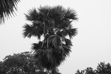 The palm tree: A majestic tropical palm tree with fan-shaped leaves, bearing clusters of round, hydrating, and cooling fruits.