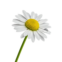 Pristine common daisy, white petals, yellow center, green stem, water droplet on petal, isolated on transparent, subtle bokeh, high-key macro studio shot, botanical purity