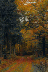 Bright Autumn Day on a Forest Road with Colorful Trees