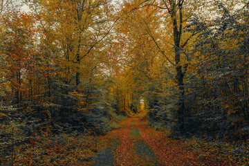 Moody Autumn Forest Road with Warm Golden Leaves