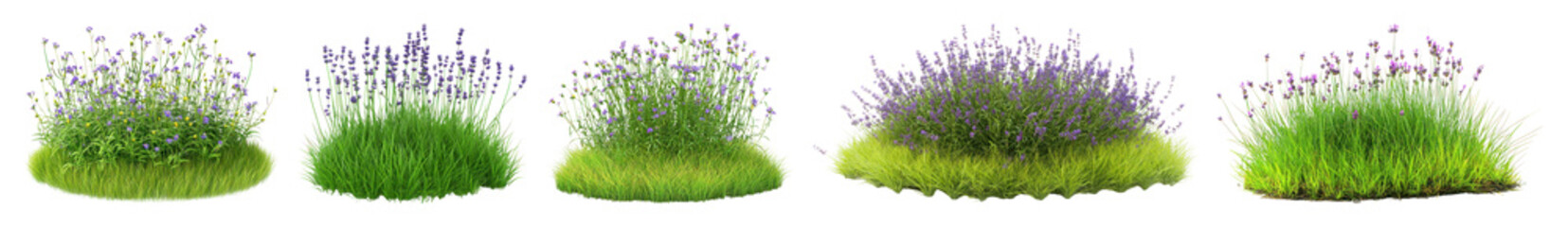 Obraz premium PNG Lush lavender bushes with grass, element set on transparent background
