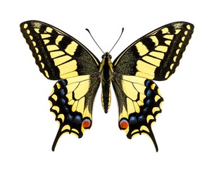 Vibrant Swallowtail Butterfly Illustration with Detailed Wing Patterns on White Background.