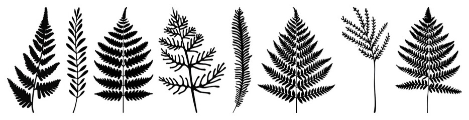Fototapeta premium PNG Silhouettes of various fern leaves, element set on transparent background