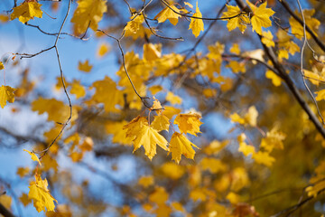 autumn landscape on a sunny day
