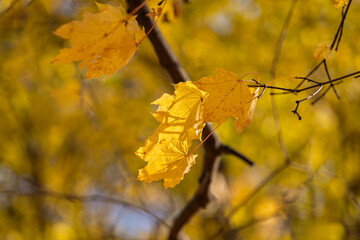 autumn landscape on a sunny day