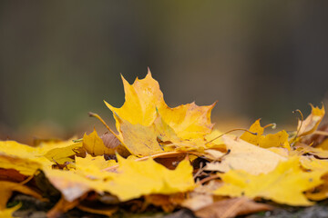 background of maple autumn leaves