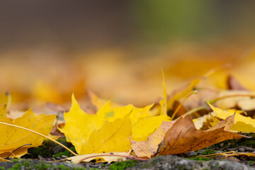 background of maple autumn leaves