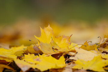 background of maple autumn leaves