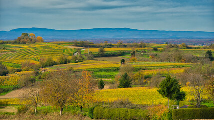 Obraz premium Herbst in der Ortenau bei Friesenheim