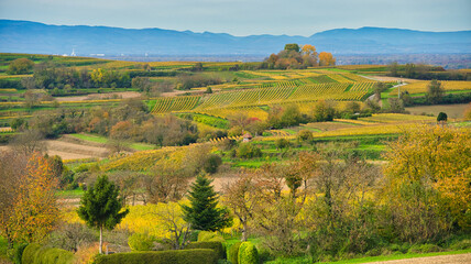 Herbst in der Ortenau bei Friesenheim