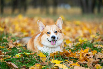 Welsh Corgi in nature in autumn