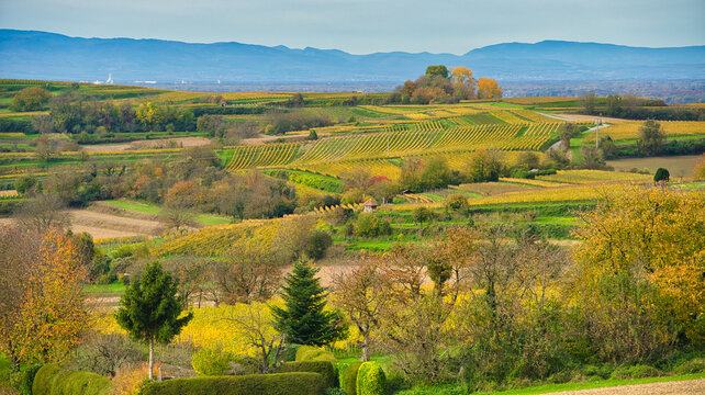 Herbst in der Ortenau bei Friesenheim