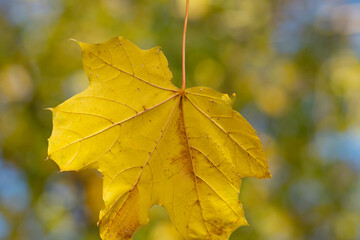 yellow maple leaves on a tree