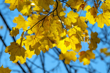yellow maple leaves on a tree