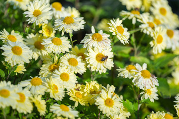Fototapeta premium background of beautiful chrysanthemums