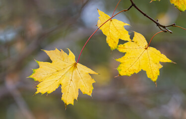 autumn landscape of yellow leaves