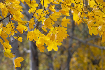 Fototapeta premium autumn landscape of yellow leaves