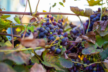 Bunches of ripe dark grapes hang from a vine, partially hidden by green and autumn leaves