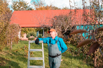 A mature gardener in work clothes stands on a ladder in a sunlit garden with a house in the...