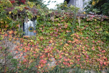 Fenêtre décorative embélie d'un feuillage décoratif de vigne vierge au couleur d'automne