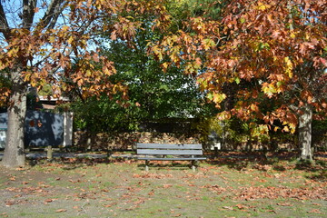 Nature au couleurs d' automne