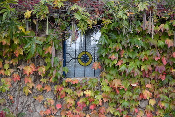 Fenêtre décorative embélie d'un feuillage décoratif de vigne vierge au couleur d'automne