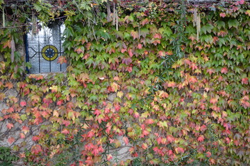 Fenêtre décorative embélie d'un feuillage décoratif de vigne vierge au couleur d'automne
