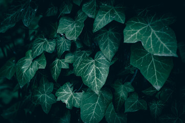 A close up of common green ivy texture