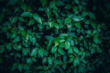 A close up of Green Garden Privet hedge leaves texture