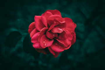 A close up of a red garden rose with rain drops and green leaves