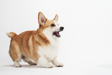 Playful Pembroke Welsh corgi jumping forward on white seamless backdrop