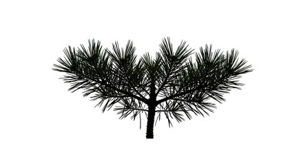 An isolated evergreen pine, with its distinctive needles, silhouetted against a pure white background, ideal for minimalist designs ,green ,growth ,nature