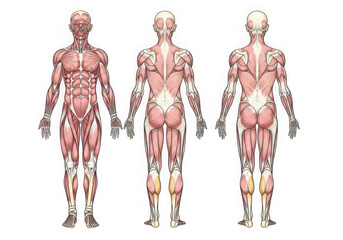 Detailed anterior posterior and lateral views of human musculature anatomy isolated on transparent background