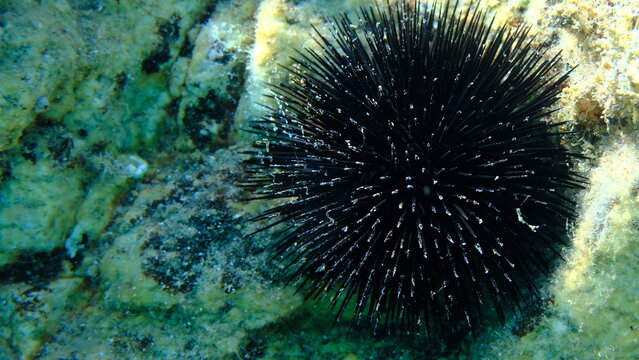 Black sea urchin (Arbacia lixula) undersea, Aegean Sea, Greece, Halkidiki, Pirgos beach