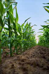 Growing corn plants creating rows in a field